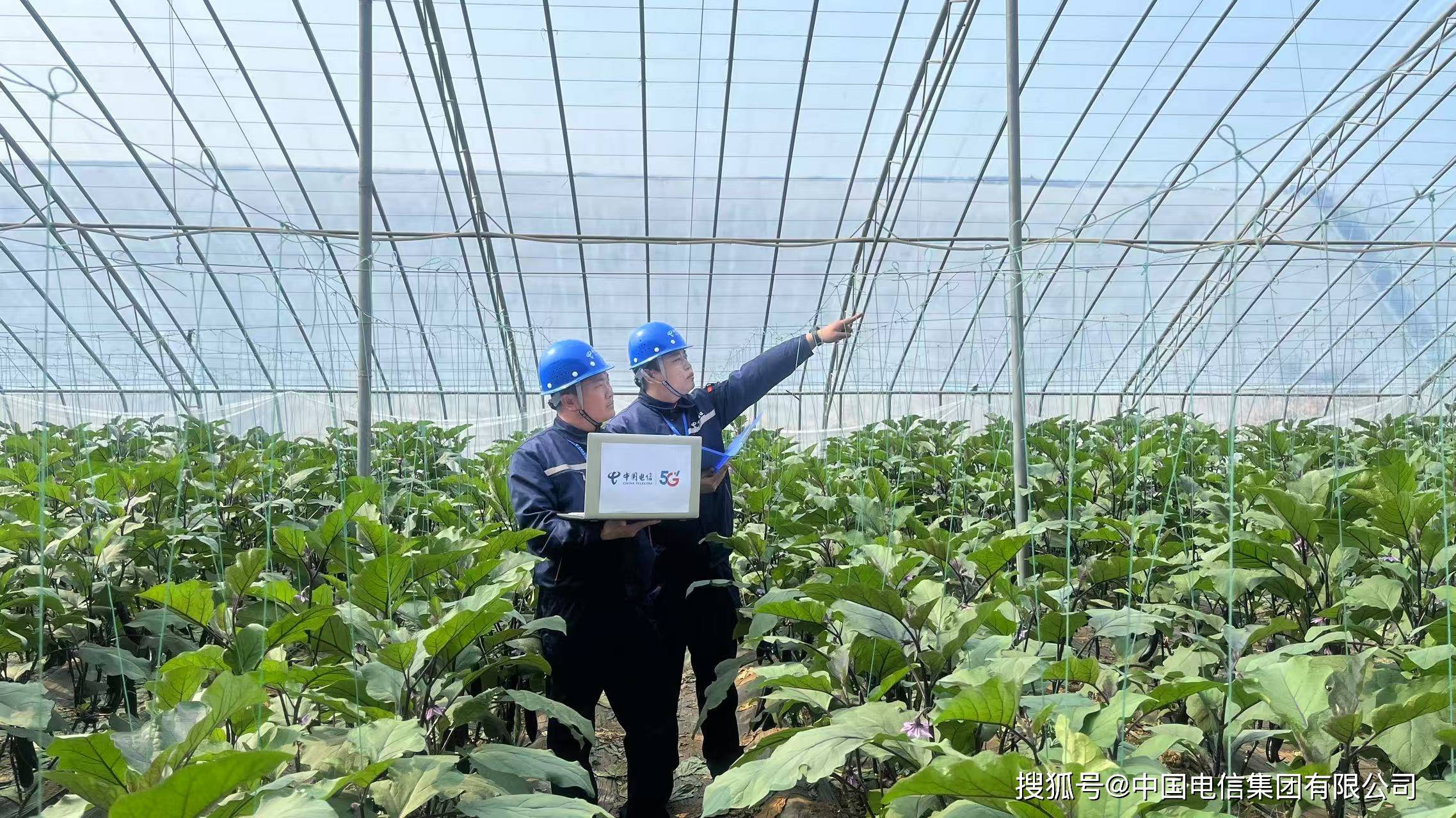 区块链ibm农业(区块链技术农业)