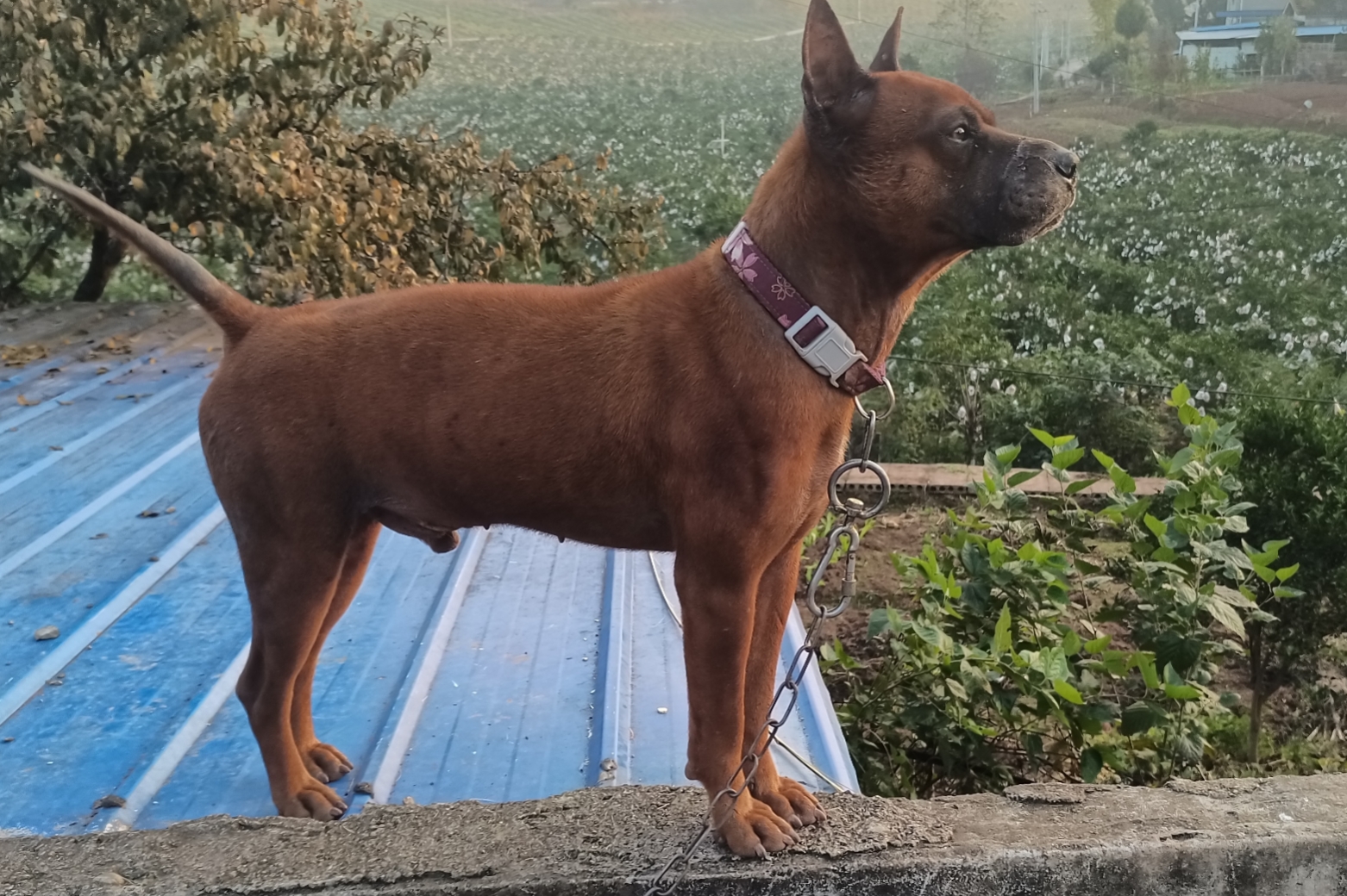 湖北区块链狗(区块链养狗) 湖北区块链狗(区块链养狗)